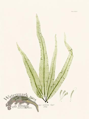 Bradbury Seaweed 146